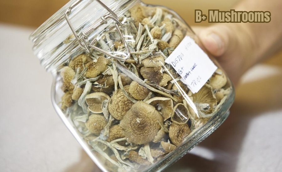 B+ Mushrooms