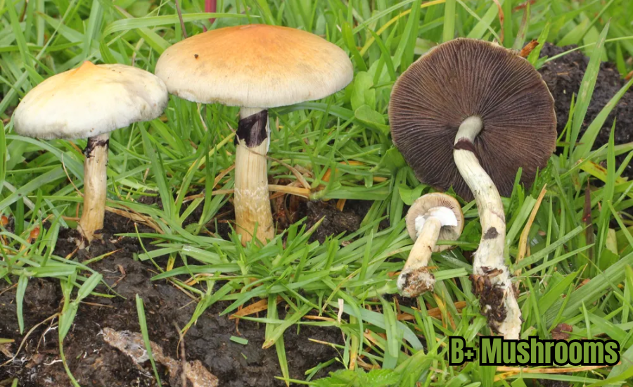 B+ Mushrooms