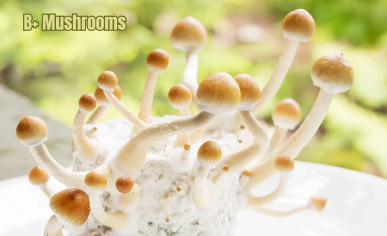 B+ Mushrooms